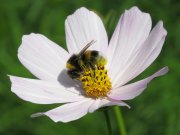 pszczoła spijająca nektar z kwiatu