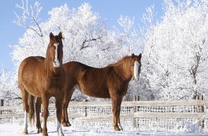 konie w zimie